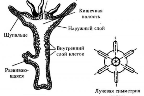 Кракен маркет что