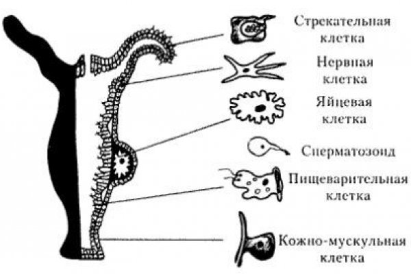Ссылки сайтов даркнета